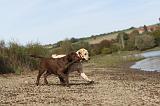 LABRADOR 168
